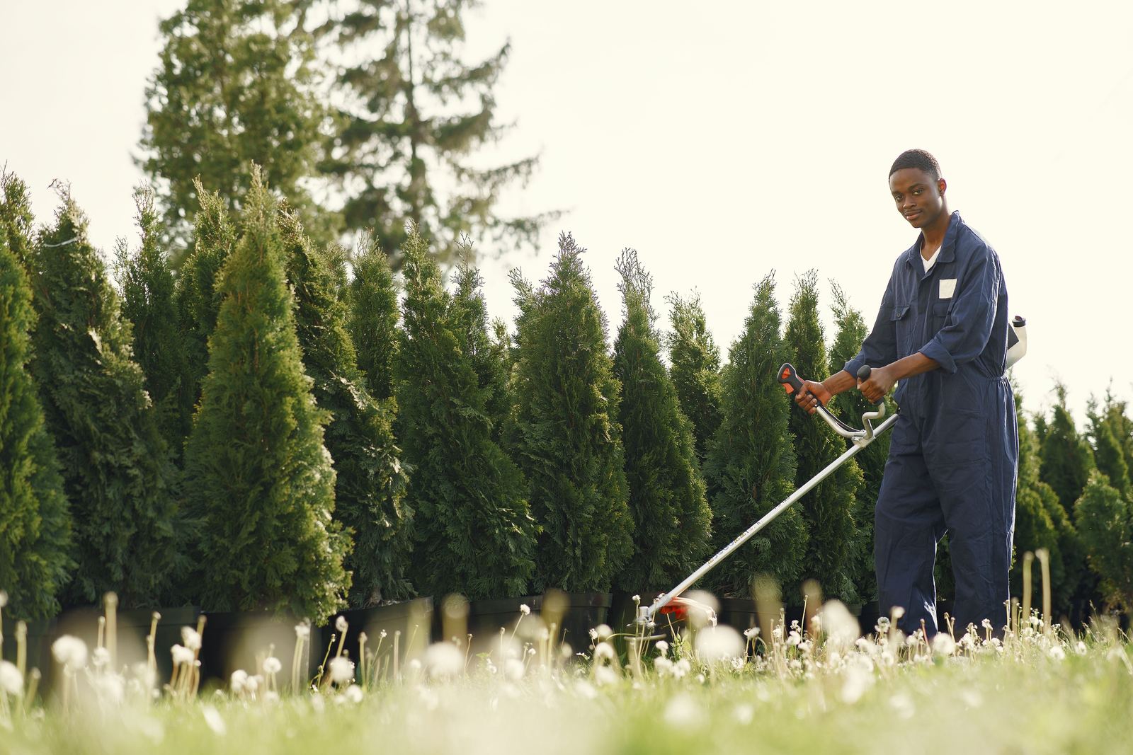 A groundskeeper in overalls trimming grass along a row of conifers